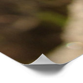 Poster Turkin Chick (Coin)