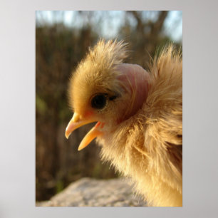 Poster Turkin Chick