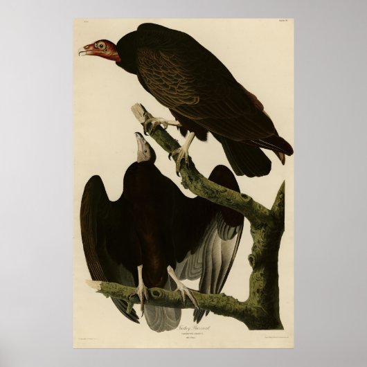 Poster Turquie Buzzard de Audubon's Birds of America (Devant)