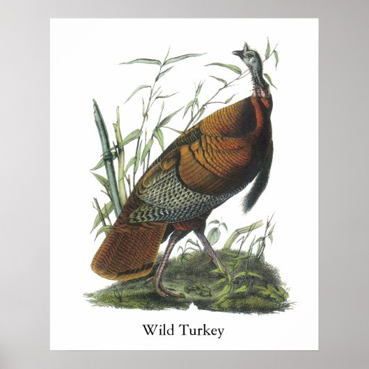 Poster Turquie sauvage, John Audubon (Devant)