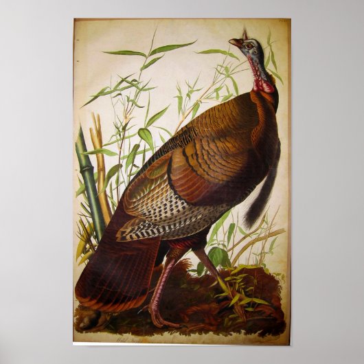 Poster Turquie sauvage, John James Audubon (Devant)
