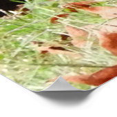 Poster Turquie sauvage - Kevin le champ de Wethersfield T (Coin)