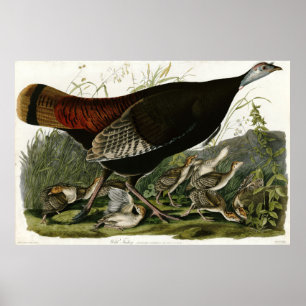 Poster Turquie sauvage Les oiseaux d'Amérique par James A