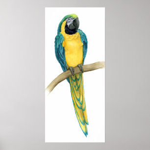 Poster Turquoise Macaw