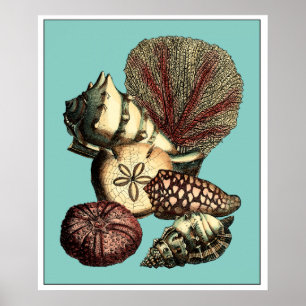 Poster Turquoise Shell et collection de corail rouge