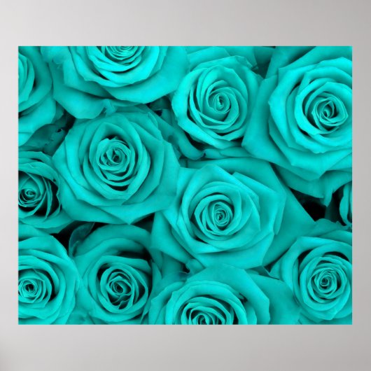 Poster Turquoise Spectaculaire Roses (Devant)