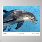 Poster Tursiops Truncatus (Devant)