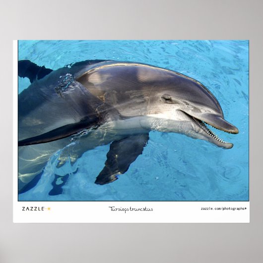 Poster Tursiops Truncatus (Devant)