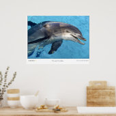 Poster Tursiops Truncatus (Cuisine)