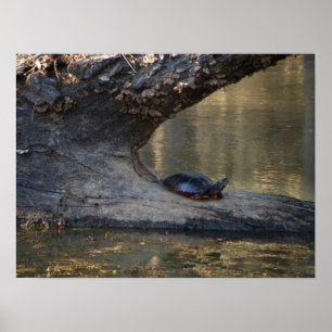 Poster Turtle