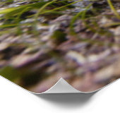 Poster Turtle At Dusk | Bay (Coin)