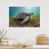 Poster Turtle At Dusk | Bay (Cuisine)