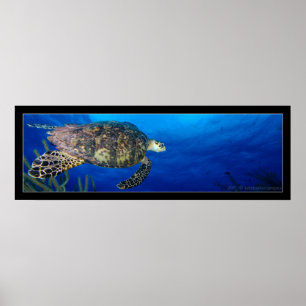 Poster Turtle Seascape