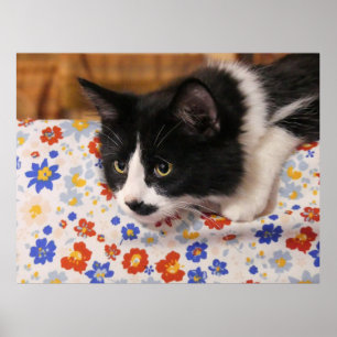 Poster Tuxedo Cat