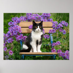 Poster Tuxedo cat sitting on a garchair with flowers