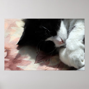 Poster Tuxedo Chat Art Cute Rose Nez Kitty Chats Art