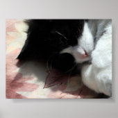 Poster Tuxedo Chat Art Cute Rose Nez Kitty Chats Art Post (Devant)