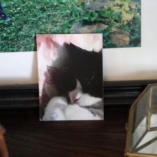 Poster Tuxedo Chat Art Cute Rose Nez Kitty Chats Art Post