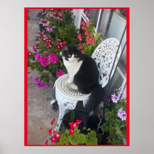 Poster Tuxedo Chat mignonne avec de jolies fleurs Chats n