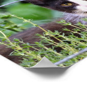 Poster Tuxedo Kitten Dans le jardin (Coin)
