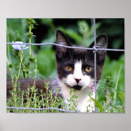 Poster Tuxedo Kitten Dans le jardin (Devant)