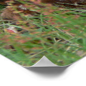 Poster Twin Bambis (Coin)