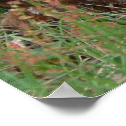 Poster Twin Bambis (Coin)