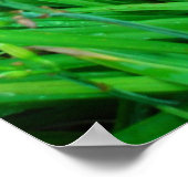 Poster Twin Daylilies et Artemesia (Coin)