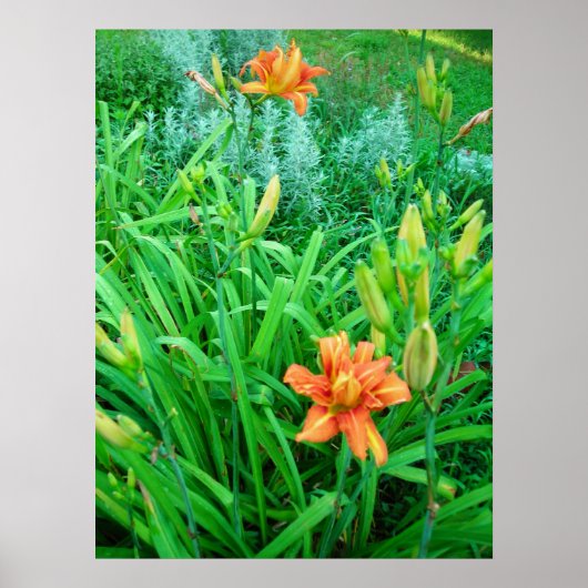 Poster Twin Daylilies et Artemesia (Devant)
