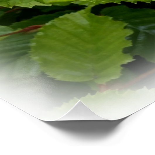 Poster twin le (Coin)