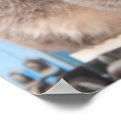 Poster Twin Tabbies (Coin)