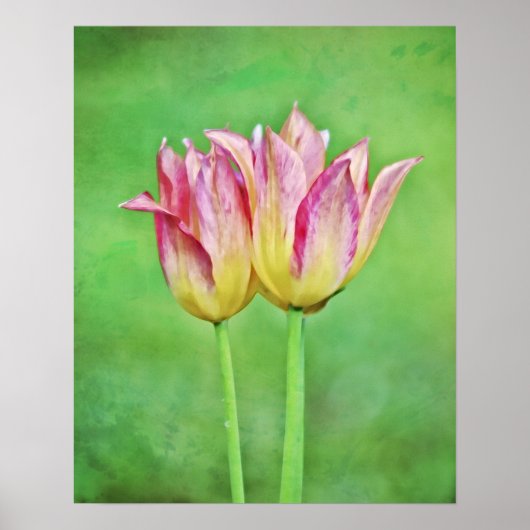 Poster Twin Tulip Fleurs Paire Art Photographique Imprime (Devant)