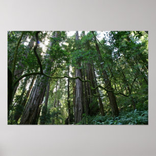 Poster "Twist", Muir Woods