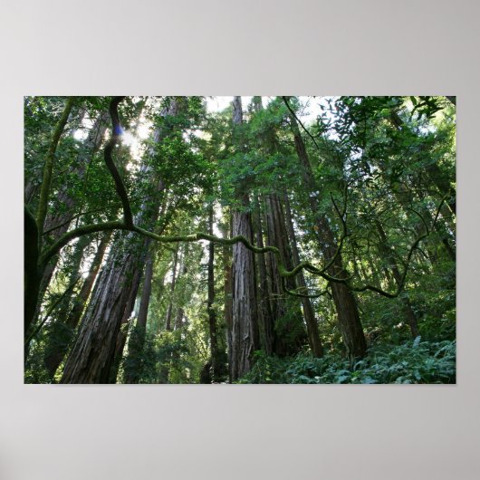 Poster "Twist", Muir Woods (Devant)