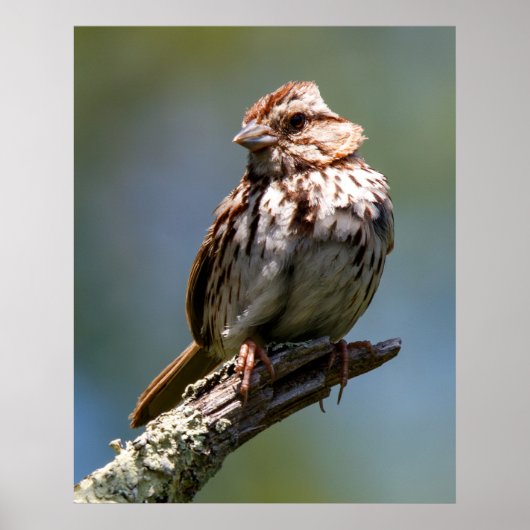 Poster Twisted (Devant)