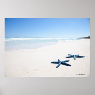 Poster Two blue starfish at water's edge on tropical 2