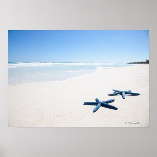 Poster Two blue starfish at water's edge on tropical 2 (Devant)