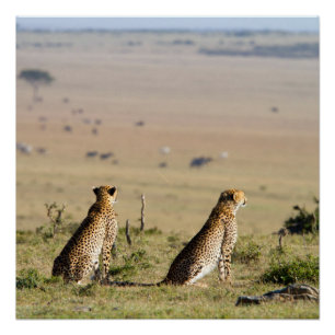 Poster Two cheetahs on the look out