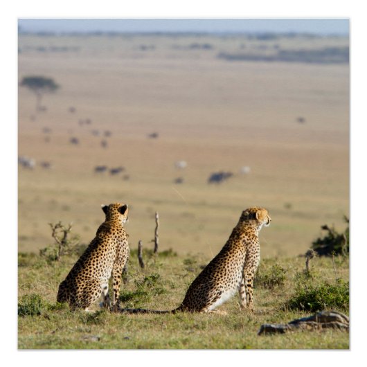 Poster Two cheetahs on the look out (Devant)