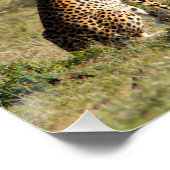 Poster Two cheetahs on the look out (Coin)