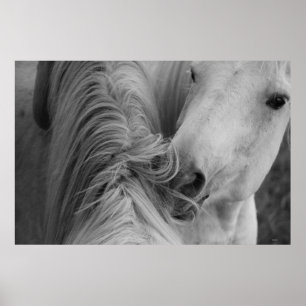 Poster Two Horses Social Grooming B&W Equine  Photography