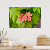 Poster Two maple leaves (Cuisine)