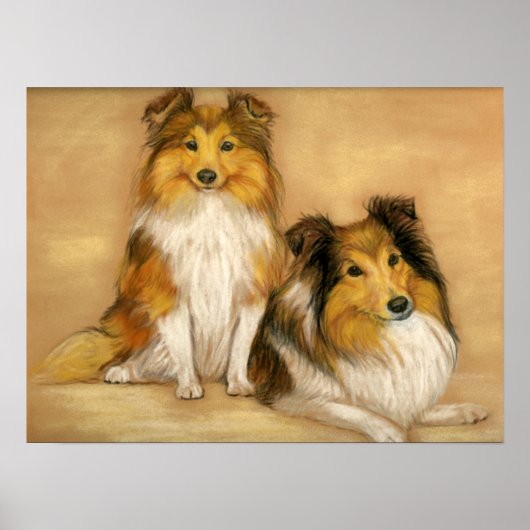 Poster "Two Shetland Sheepdogs" Chien Art Imprimer (Devant)