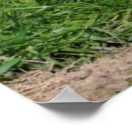 Poster Two young dingos (Coin)