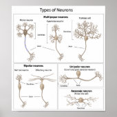 Poster Types d'affiche Neuron (Devant)