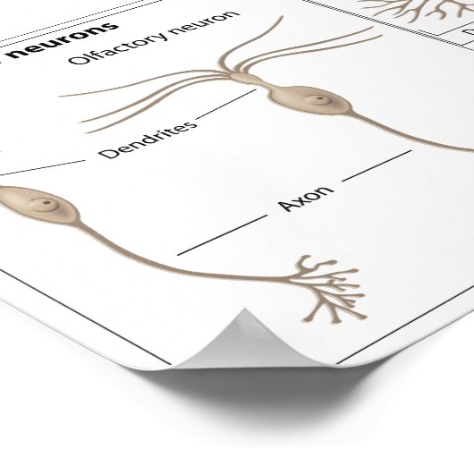 Poster Types d'affiche Neuron (Coin)