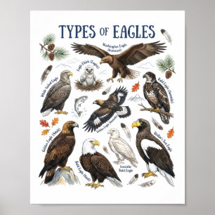 Poster Types de aigles aquarelle oiseau faune art