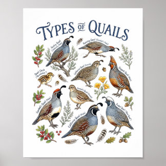 Poster Types de cailles Art de l'oiseau faune à l'aquarel