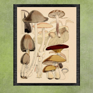 Poster Types de champignons vintages Organigramme