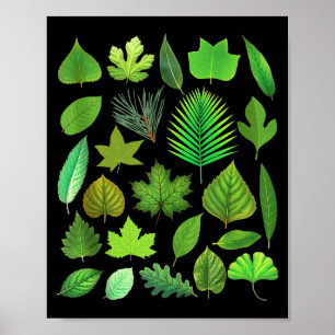 Poster Types de feuilles d'arbre Biologie Nature Éducatif